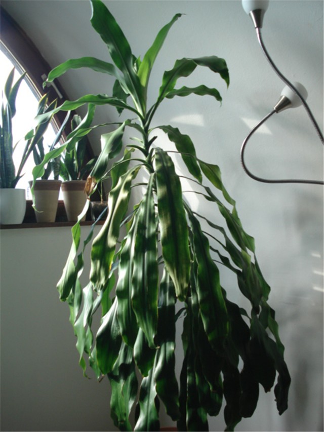 moja dracena